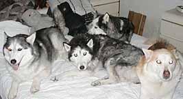 Kenai and Husky roommates