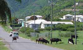 Old Road cows
