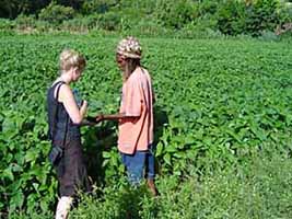 Angela in the soybean fiels