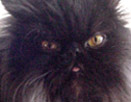 chacko
