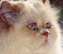 xerxes