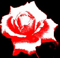 A Rose