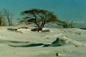 The tree