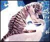 H�bitat de los tigres