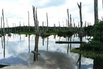 Bosque petrificado de Tapet�n, Parque Nacional de Celest�n, Yucatan.
