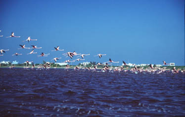 Reserva de la Bi�sfera R�a Lagartos, Yucatan