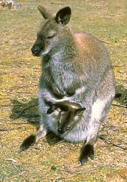 Bennett's Wallaby