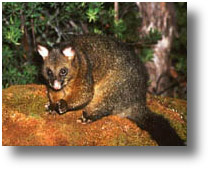 brush tailed possum