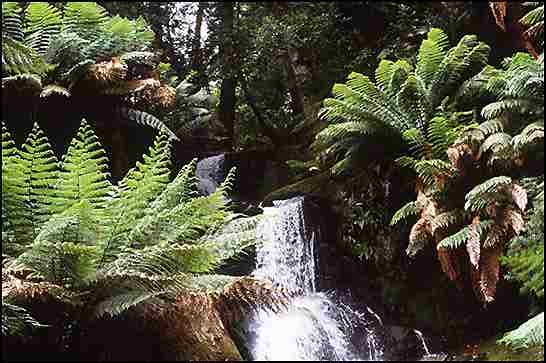 Tasmanian rainforest