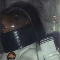 SpaceRat