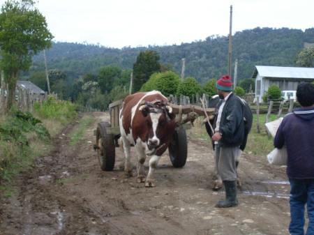 Camino a Pu�ihuil