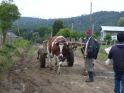 Camino a Pu�ihuil