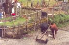 Isla Mechuque