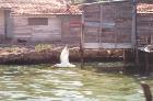 Bahia de Cienfuegos