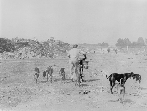 Viejo y perros / Old man and dogs