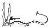 Smaug