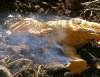 053.gif (234185 bytes)