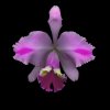 florbut
