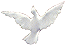 Dove
