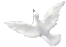 Dove