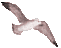 Seagull