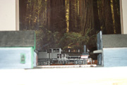 Shay In The Redwoods