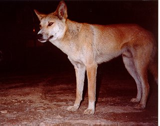 dingo2.jpg (20172 bytes)
