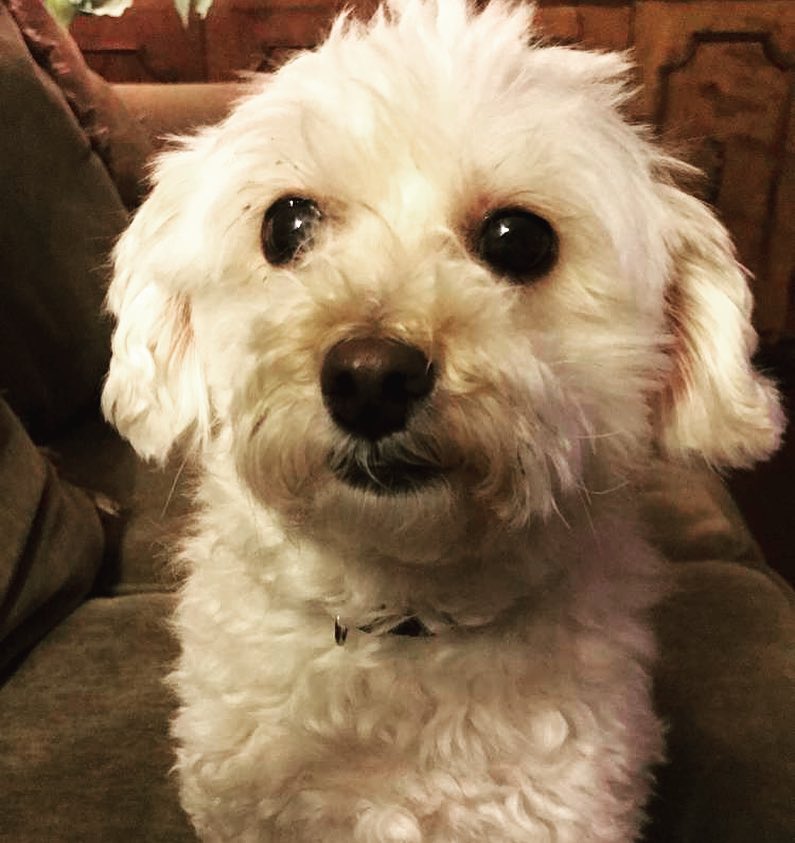 My Dog Lucy