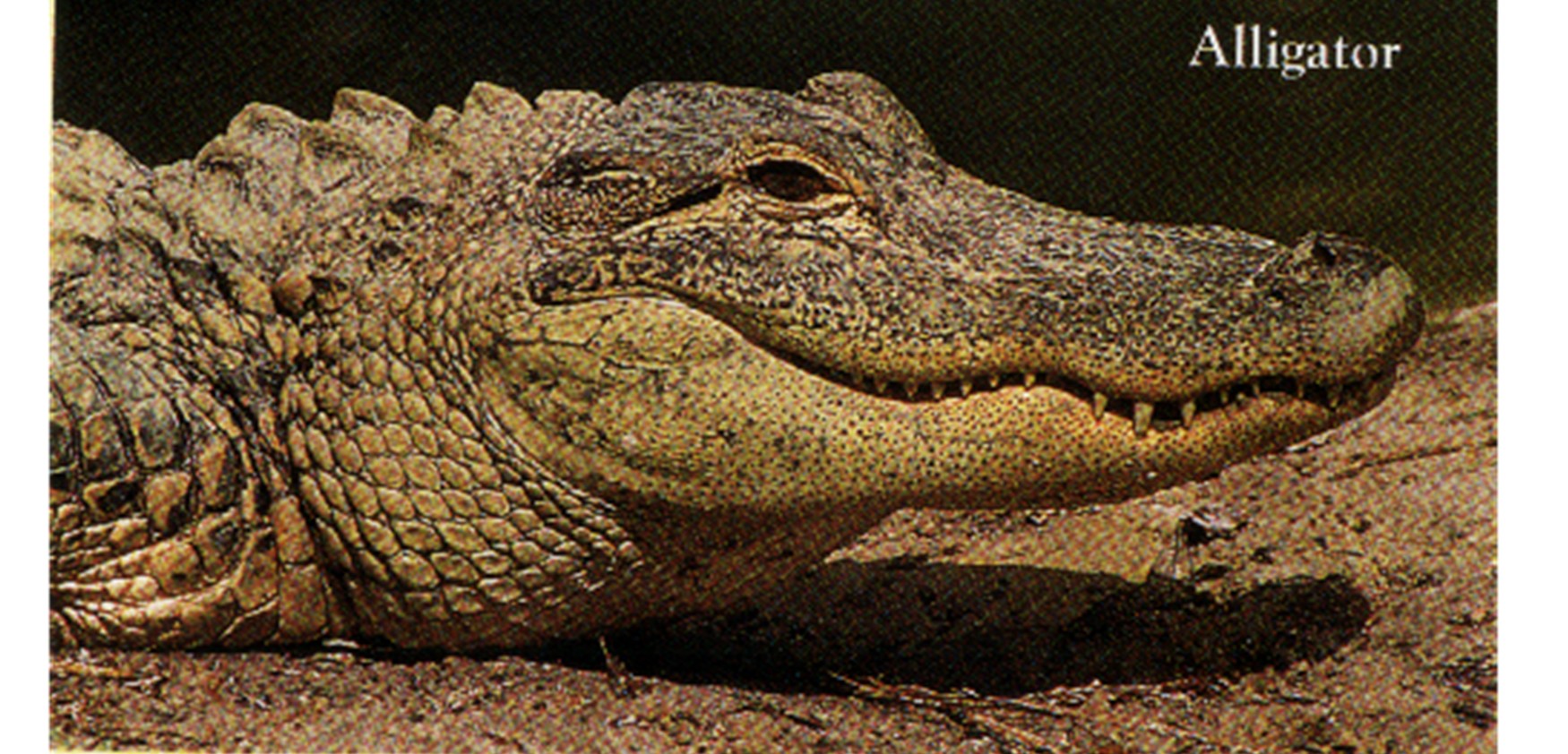 A Florida Alligator