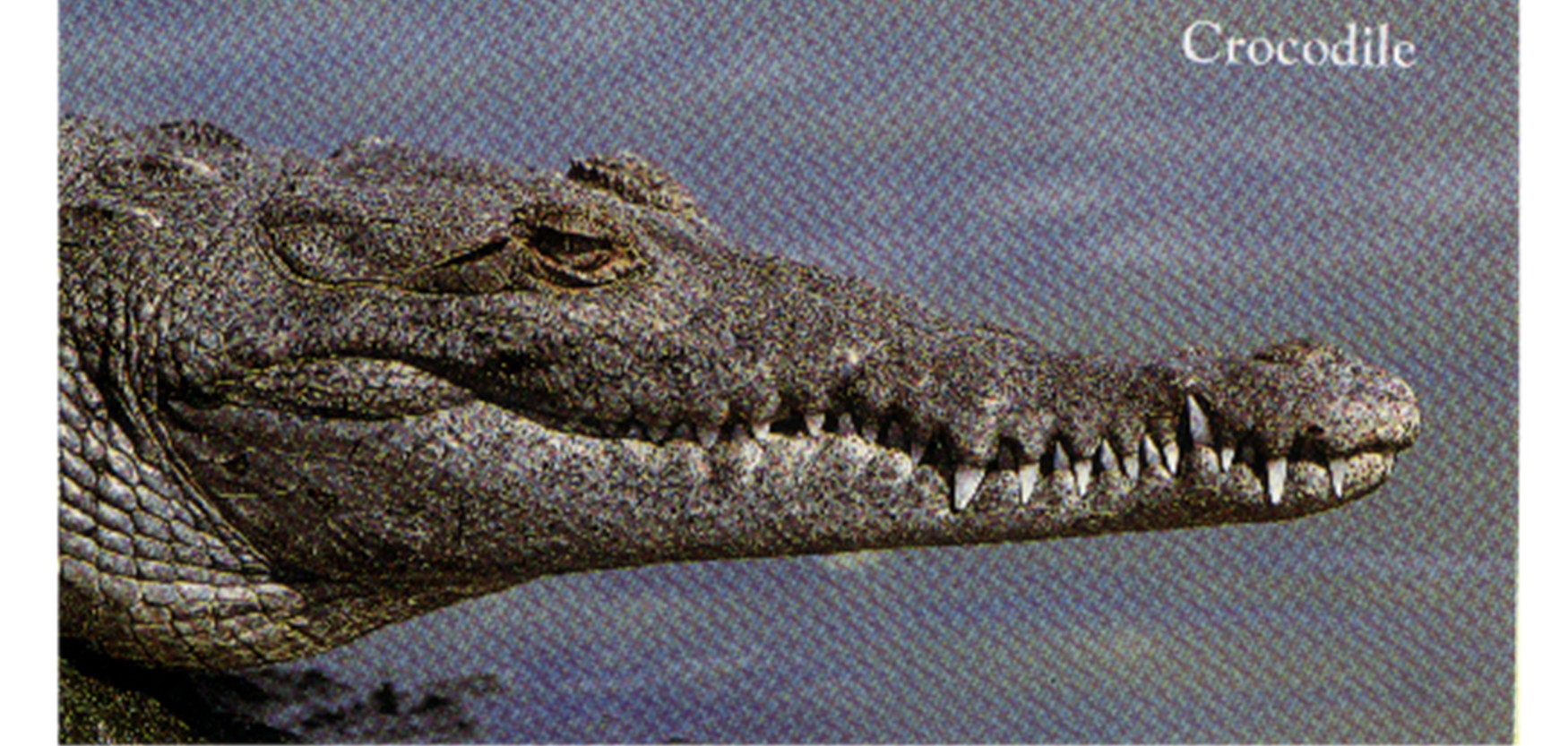 A Florida Crocodile