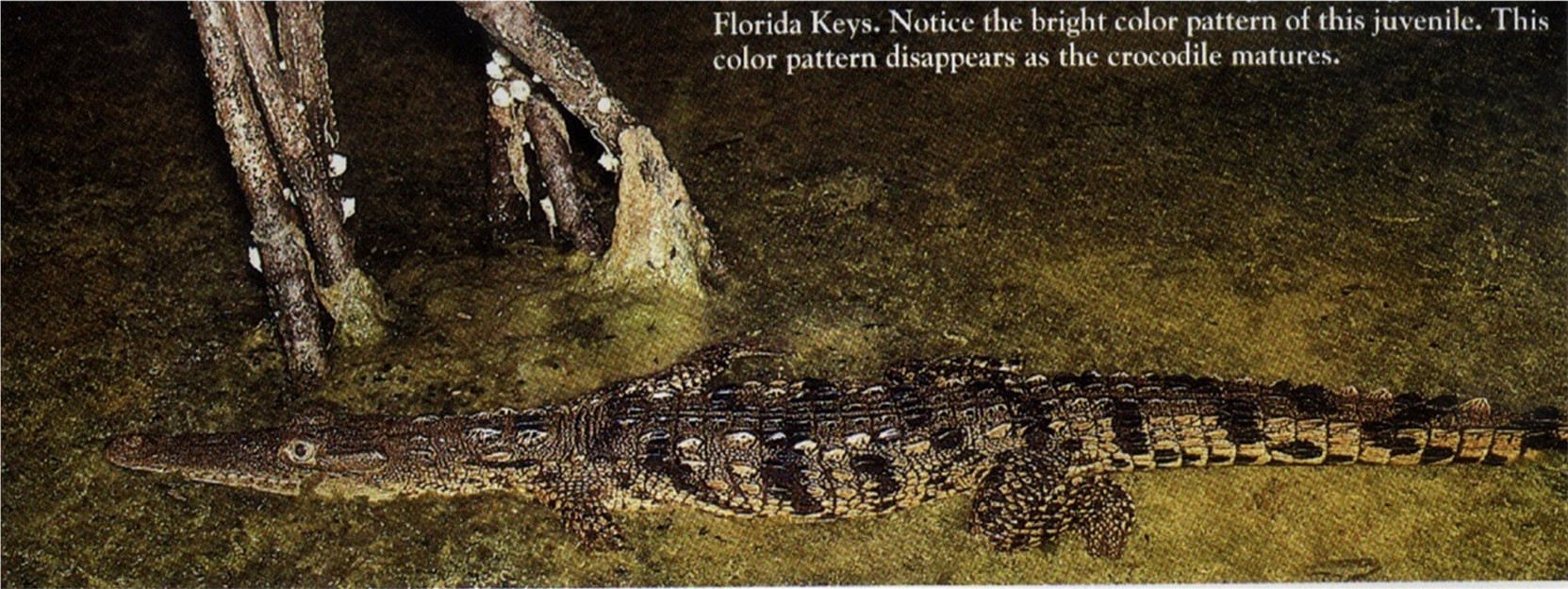 A young croc out for a swim.