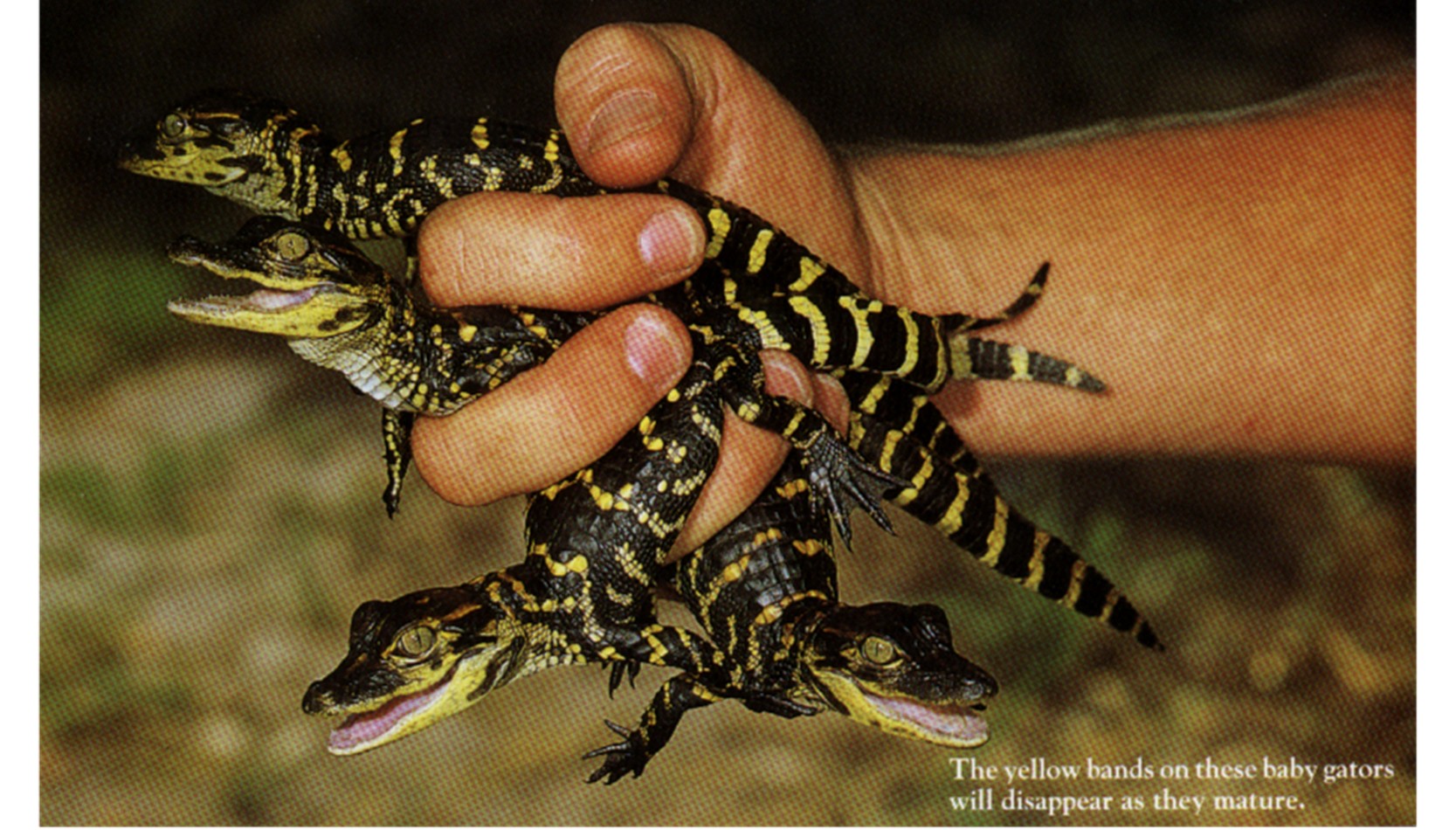 A handful of baby gators.