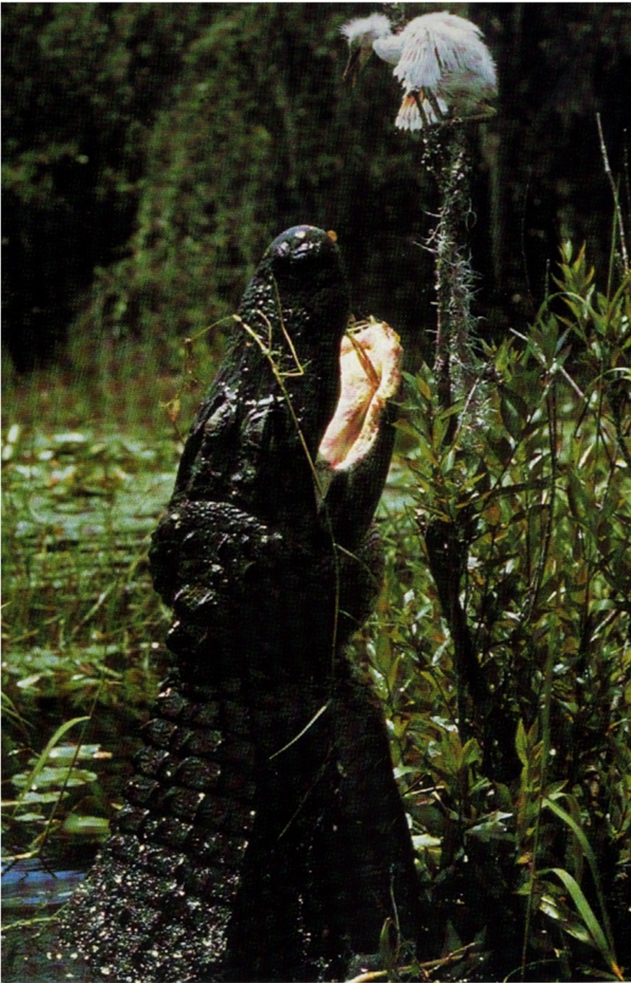 Gators and Crocs can easily get over half their body out of the water when they jump.