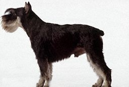 Schnauzer nano