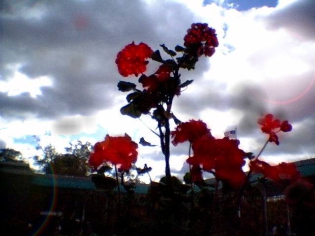 Some flowers and sky taken at pjhs I beefed up, looks cool
