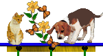 Back To Pet Page