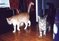 /user/cats.jpg