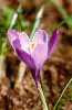 crocus