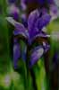 iris1