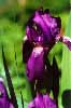 iris2