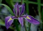 iris3