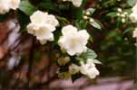jasmin