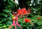 lycor