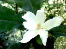 magnolia