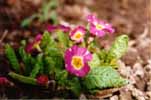 primula