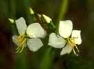 rhexia1