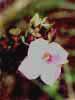 rhexia2