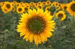 sunflowers