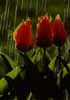 tulipr