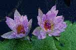 water lily